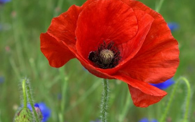 ffpoppy1-w.jpg